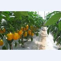 菌肥，你用對(duì)了嗎？